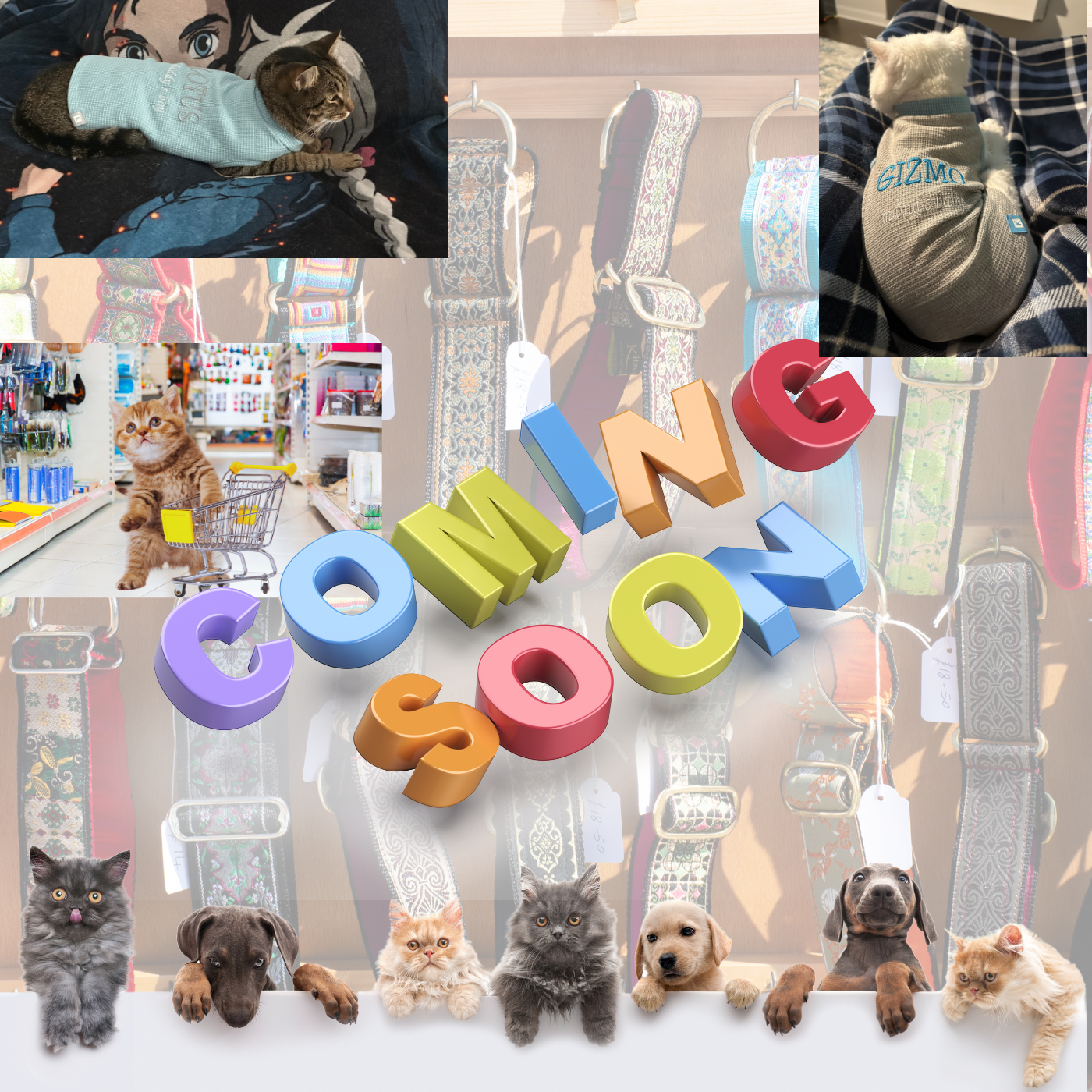 Pet Gear